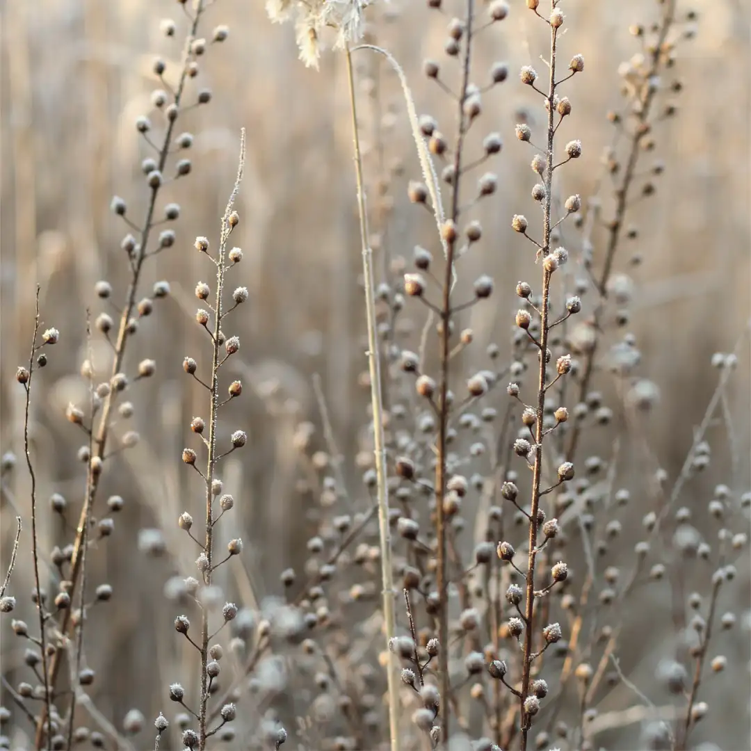 Flax fiber photo #0